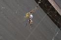 Nephila_edulis_D3623_Z_88_Hamelin pool_Australie